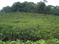 Ooty Tea Estae